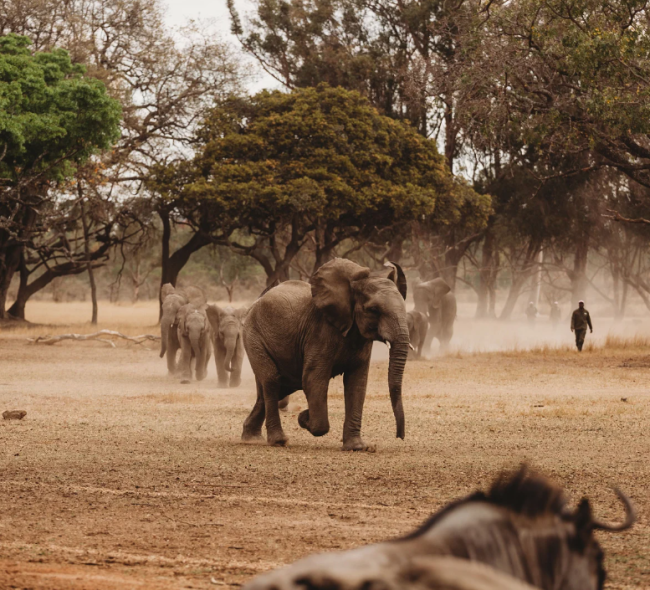 8 Days Tanzania Wildlife Safari 8 Days Tanzania Wildlife Safari