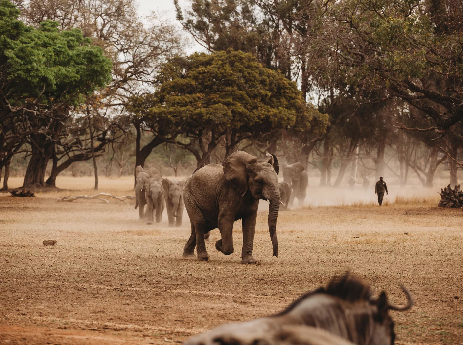 8 Days Tanzania Wildlife Safari