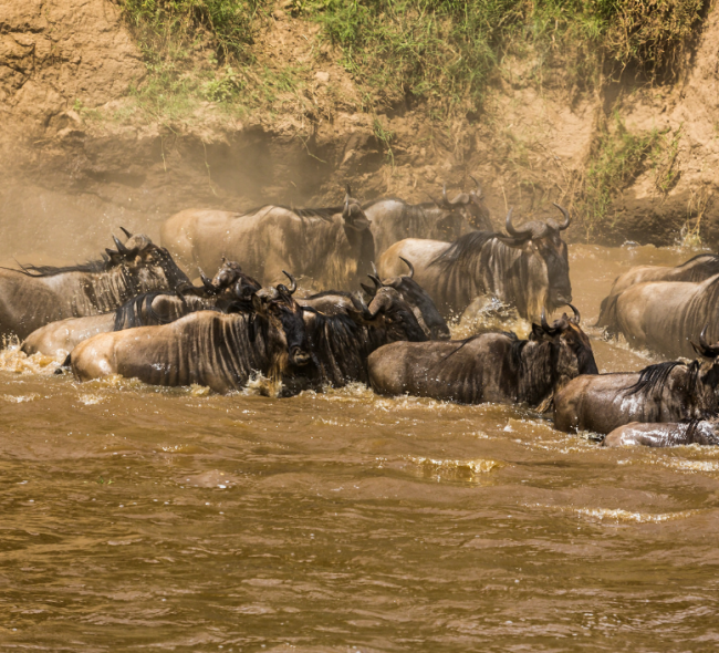 7 Days Great Migration Safari 7 Days Great Migration Safari