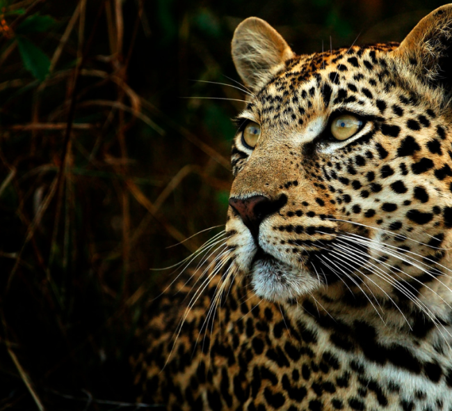 6-Days Luxury Safari Tanzania.