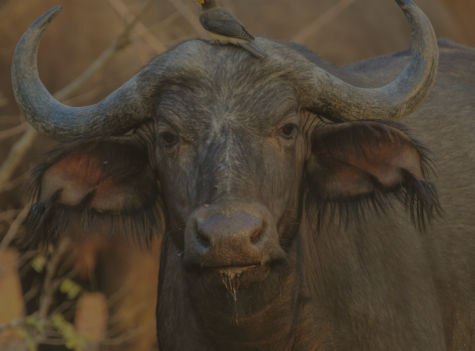 5 Days Tanzania Wildlife Safari