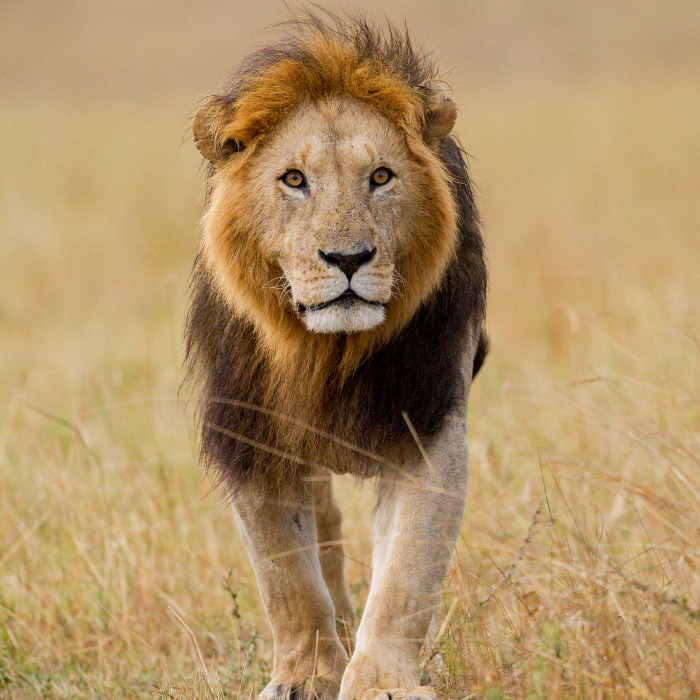 3 Days Ngorongor and Serengeti Safari