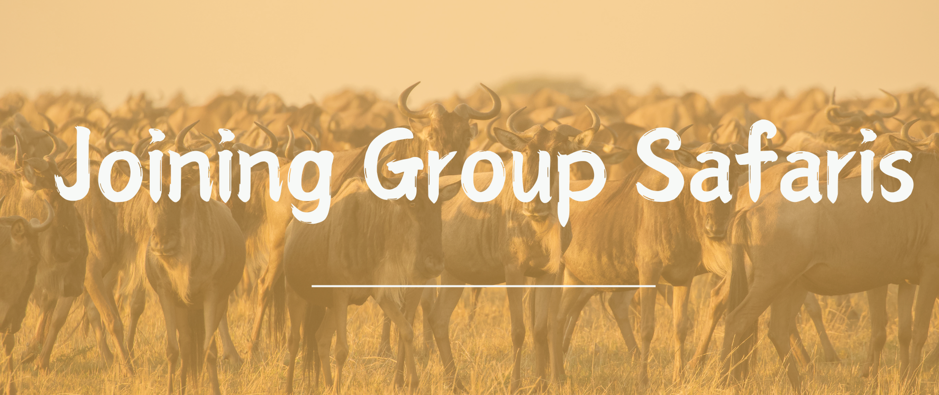 Joining Group Safaris