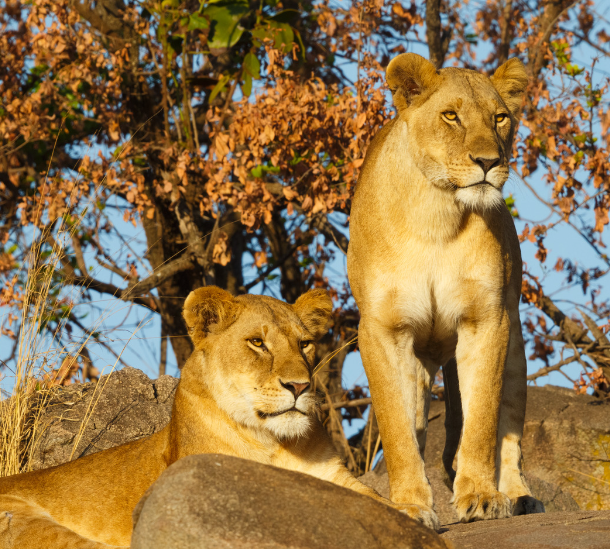 3 DAY SERENGETI AND NGORONGORO JOINING TOUR