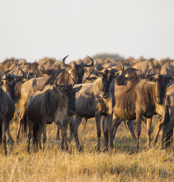 6 DAYS/ 5 NIGHTS SAFARI TO TARANGIRE, SERENGETI NGORONGORO CRATER AND LAKE MANYARA NATIONAL PARK