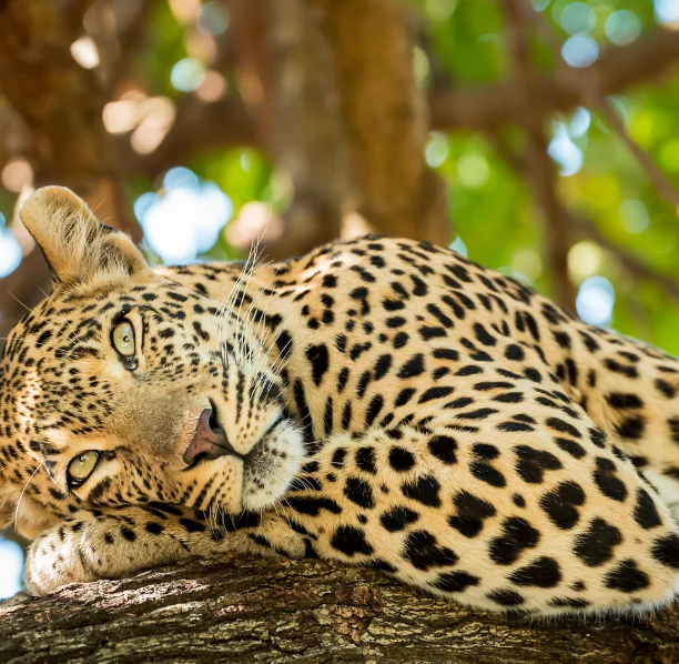 4 DAYS 3 NIGHTS SAFARI TO TARANGIRE,SERENGETI AND NGORONGORO