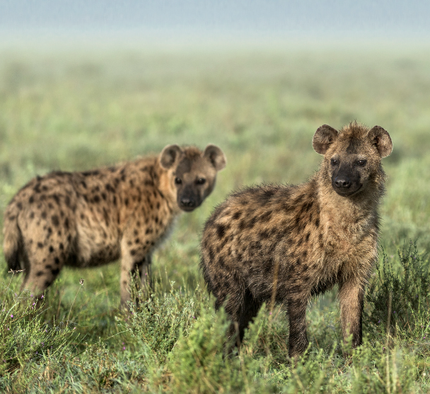 4 days safari to Tarangire, Ngorongoro and Serengeti Joining Group