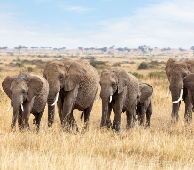 6 DAYS/ 5 NIGHTS SAFARI TO TARANGIRE, SERENGETI NGORONGORO CRATER AND LAKE MANYARA NATIONAL PARK